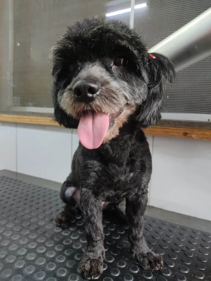 Cachorro ra a SRD-ViraLata idade 5 anos nome Bella 