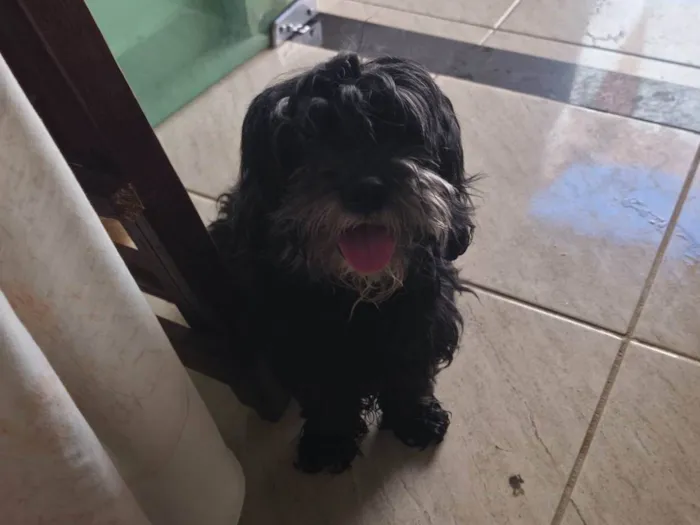 Cachorro ra a SRD-ViraLata idade 5 anos nome Bella 