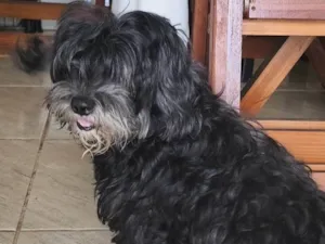 Cachorro raça SRD-ViraLata idade 5 anos nome Bella 