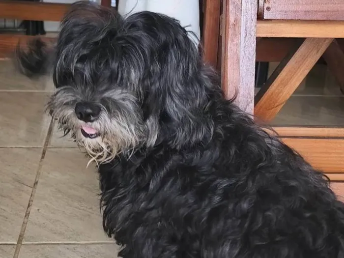 Cachorro ra a SRD-ViraLata idade 5 anos nome Bella 