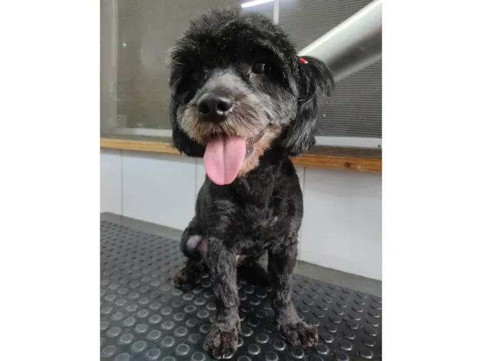 Cachorro ra a SRD-ViraLata idade 5 anos nome Bella 