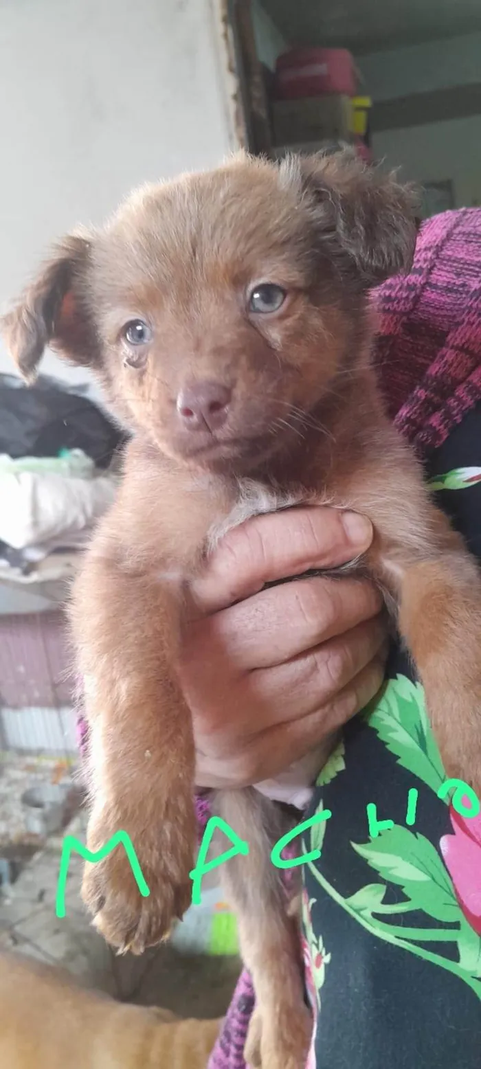 Cachorro ra a SRD-ViraLata idade 2 a 6 meses nome cachorro macho