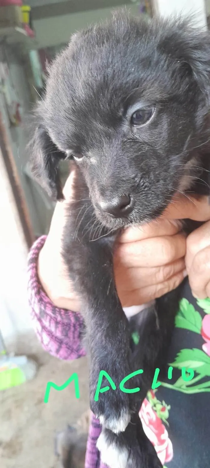 Cachorro ra a SRD-ViraLata idade 2 a 6 meses nome cachorro macho