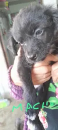 cachorro macho