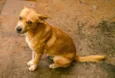 Zangado
