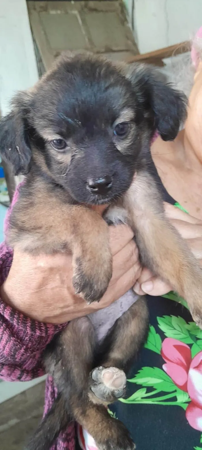 Cachorro ra a SRD-ViraLata idade 2 a 6 meses nome cachorra femea