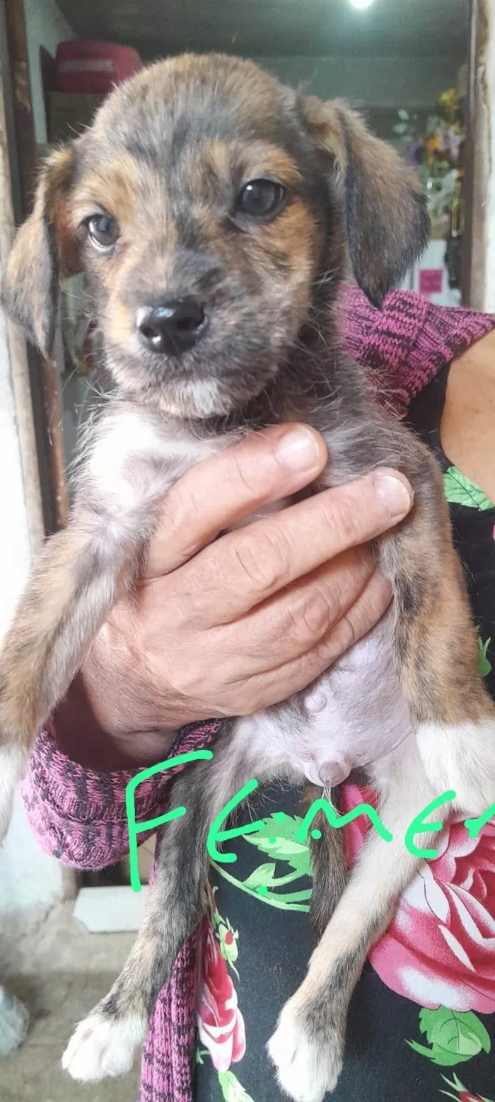 Cachorro ra a SRD-ViraLata idade 2 a 6 meses nome cachorro femea