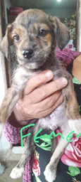 cachorro femea
