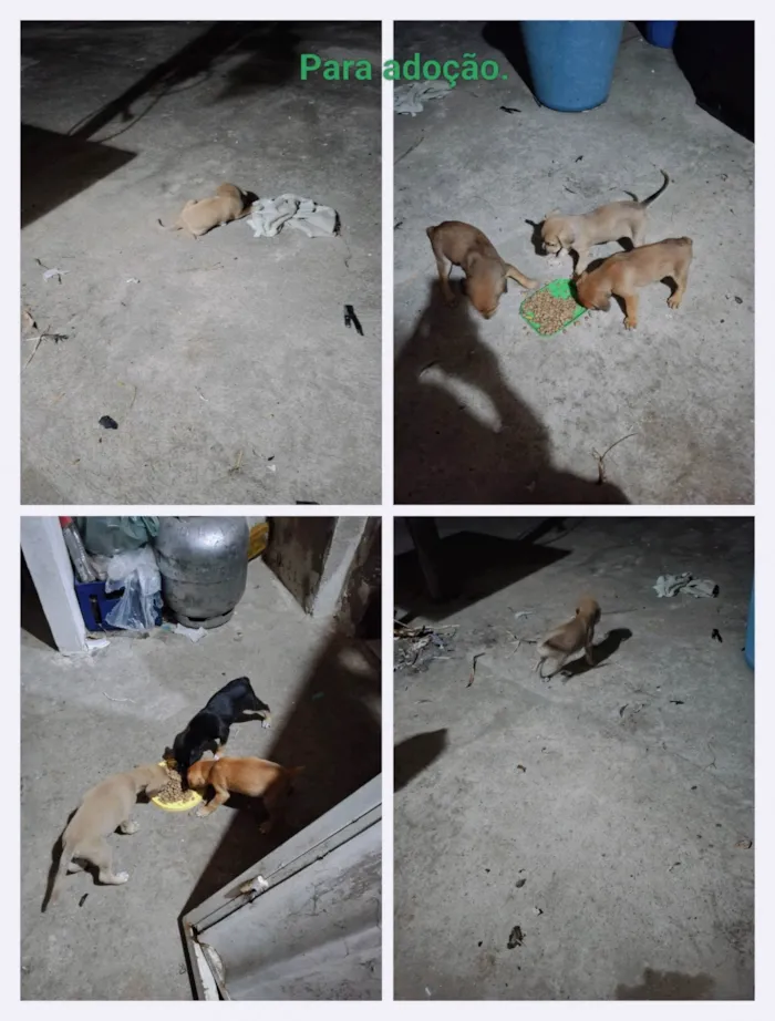 Cachorro ra a Pequinês idade Abaixo de 2 meses nome Duque