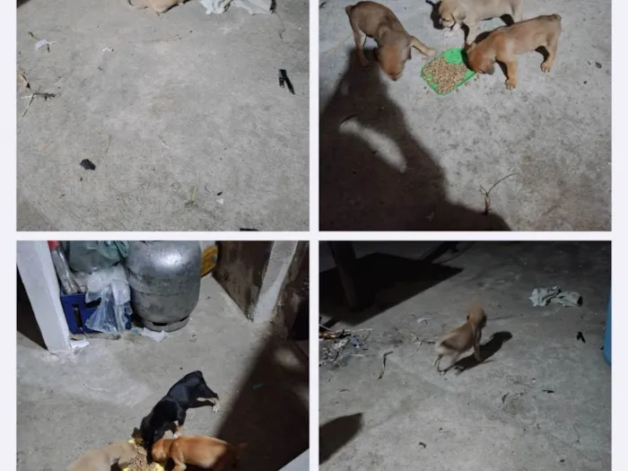 Cachorro ra a Pequinês idade Abaixo de 2 meses nome Duque