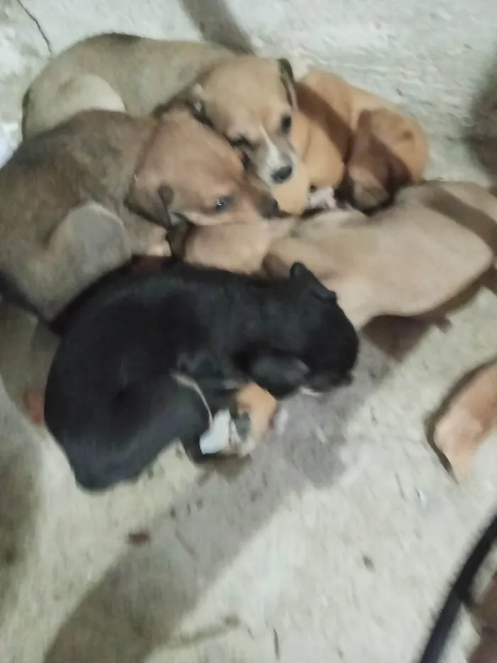 Cachorro ra a Pequinês idade Abaixo de 2 meses nome Duque