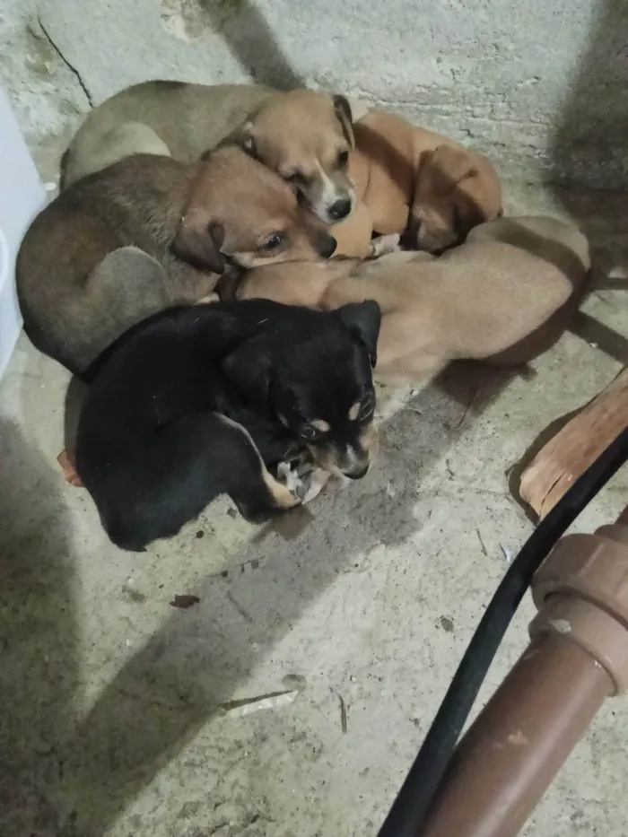 Cachorro ra a Pequinês idade Abaixo de 2 meses nome Duque