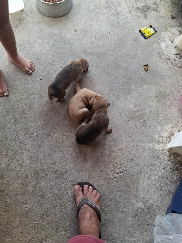 Cachorro ra a Pequinês idade Abaixo de 2 meses nome Duque