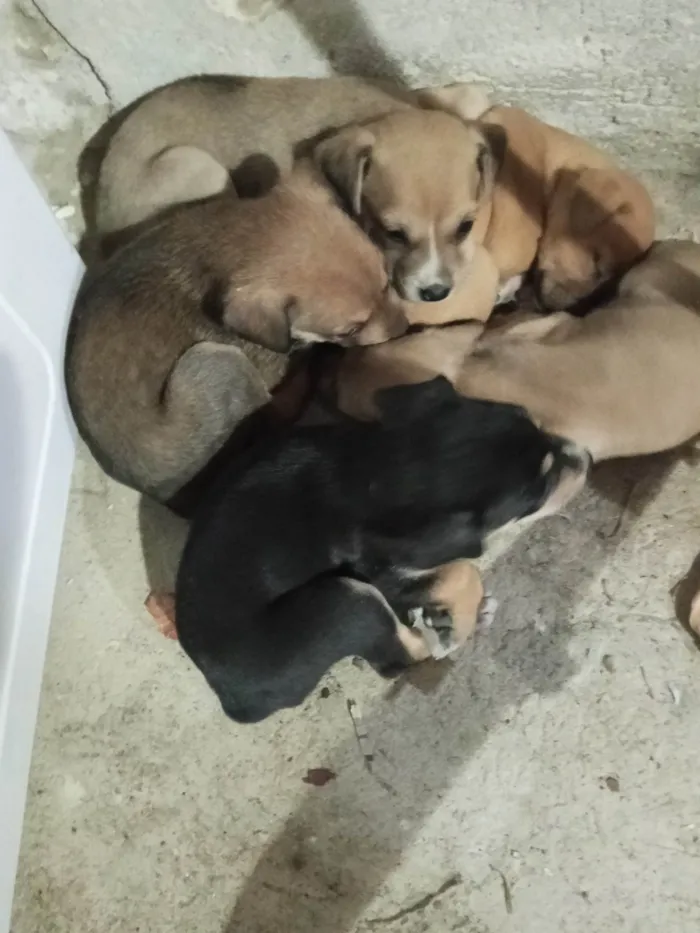 Cachorro ra a Pequinês idade Abaixo de 2 meses nome Duque