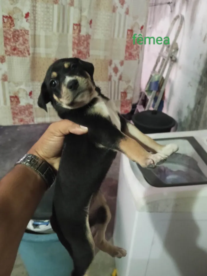 Cachorro ra a Pequinês idade Abaixo de 2 meses nome Duque