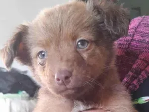 Cachorro raça SRD-ViraLata idade 2 a 6 meses nome cachorro macho