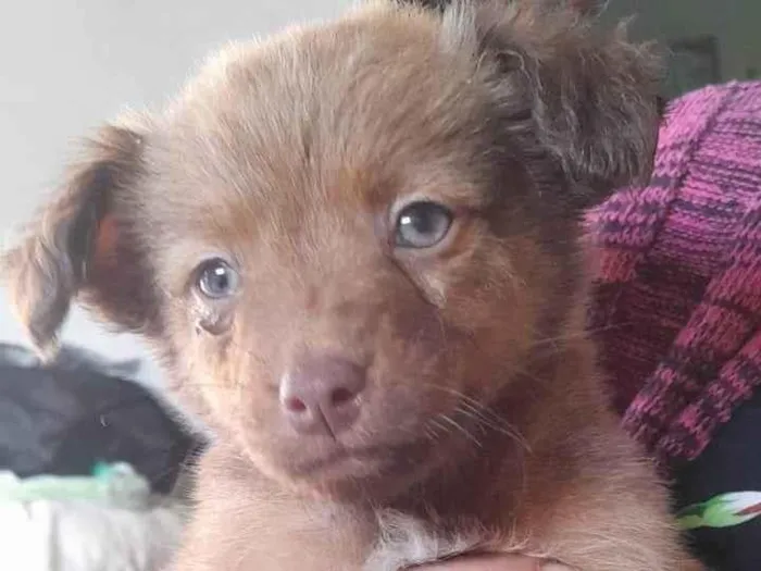 Cachorro ra a SRD-ViraLata idade 2 a 6 meses nome cachorro macho