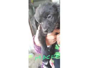 Cachorro raça SRD-ViraLata idade 2 a 6 meses nome cachorro macho