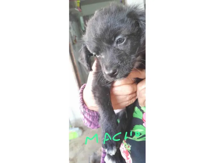 Cachorro ra a SRD-ViraLata idade 2 a 6 meses nome cachorro macho