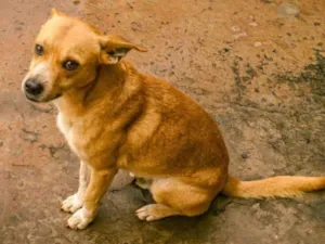 Cachorro raça SRD-ViraLata idade 4 anos nome Zangado
