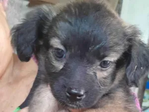 Cachorro raça SRD-ViraLata idade 2 a 6 meses nome cachorra femea