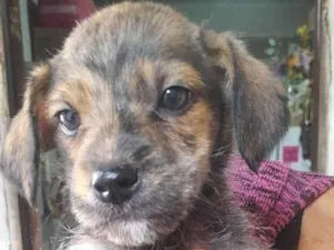 Cachorro raça SRD-ViraLata idade 2 a 6 meses nome cachorro femea