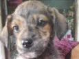 cachorro femea