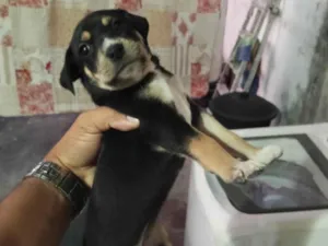 Cachorro raça Pequinês idade Abaixo de 2 meses nome Duque