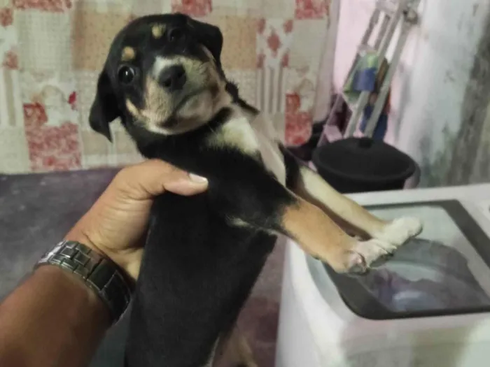 Cachorro ra a Pequinês idade Abaixo de 2 meses nome Duque