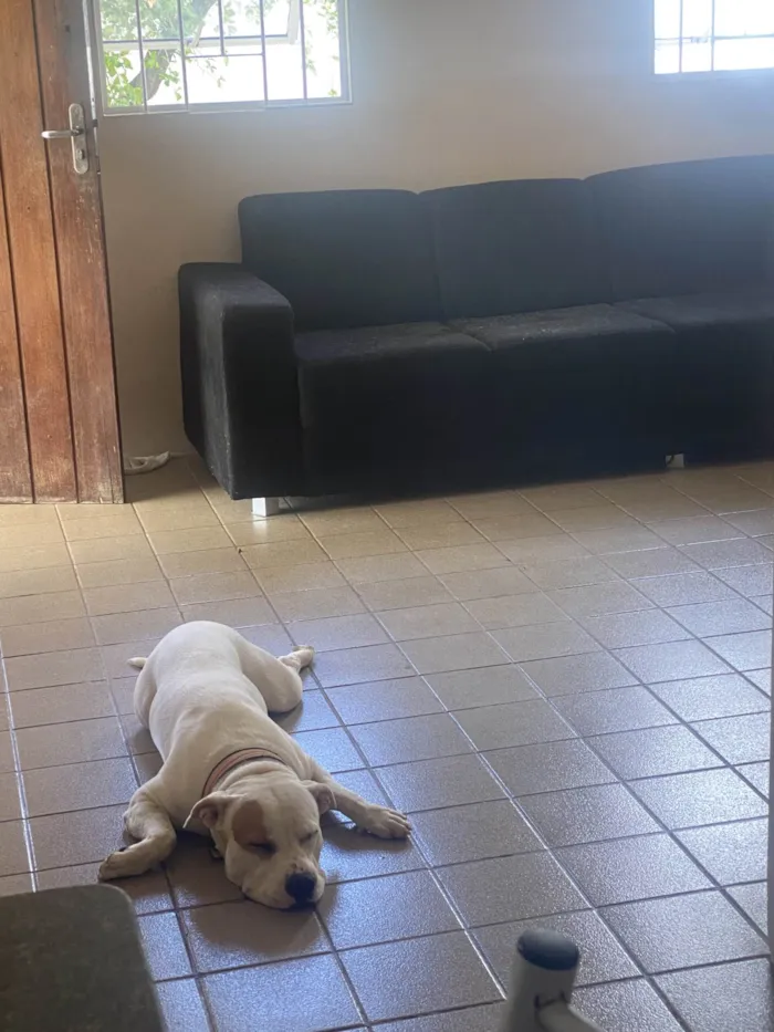Cachorro ra a Pit-Bull idade 1 ano nome Sansão