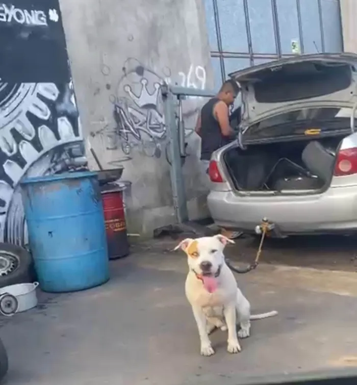 Cachorro ra a Pit-Bull idade 1 ano nome Sansão