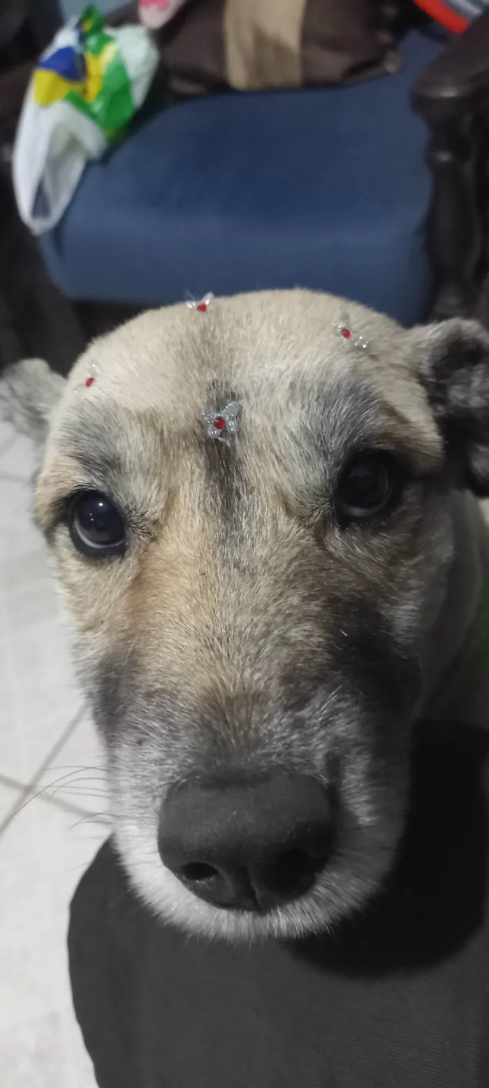 Cachorro ra a SRD-ViraLata idade 6 ou mais anos nome Bolota