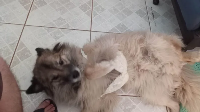 Cachorro ra a SRD-ViraLata idade 6 ou mais anos nome Bolota