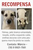 Bolota