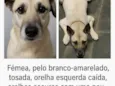 Bolota