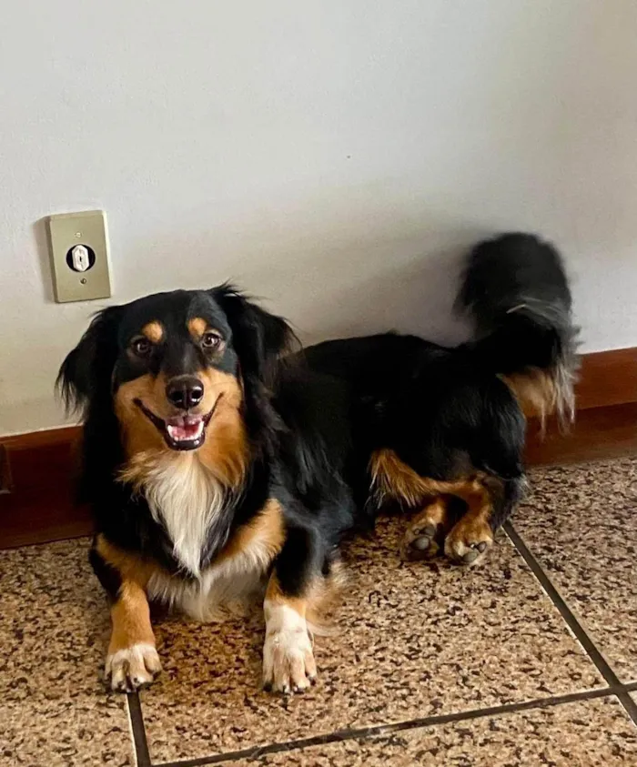 Cachorro ra a SRD-ViraLata idade 4 anos nome Boris