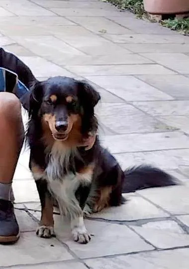 Cachorro ra a SRD-ViraLata idade 4 anos nome Boris