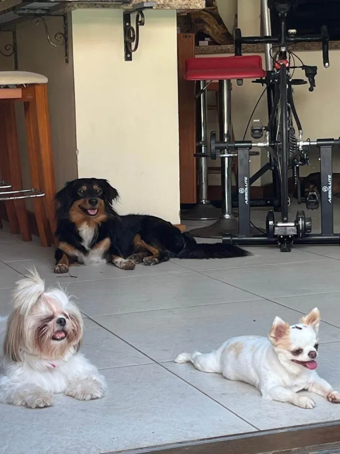 Cachorro ra a SRD-ViraLata idade 4 anos nome Boris