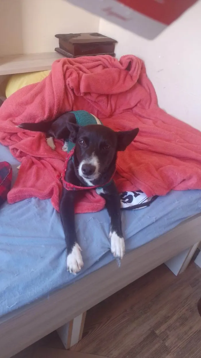 Cachorro ra a SRD-ViraLata idade 7 a 11 meses nome Pérola 