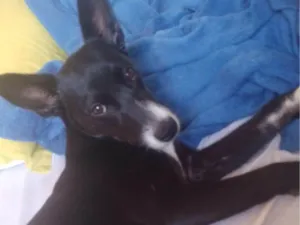 Cachorro raça SRD-ViraLata idade 7 a 11 meses nome Pérola 