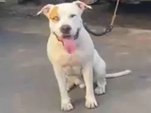 Cachorro raça Pit-Bull idade 1 ano nome Sansão