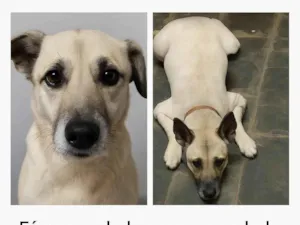 Cachorro raça SRD-ViraLata idade 6 ou mais anos nome Bolota