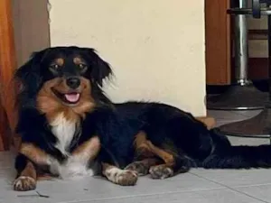 Cachorro raça SRD-ViraLata idade 4 anos nome Boris