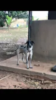 Faísca 