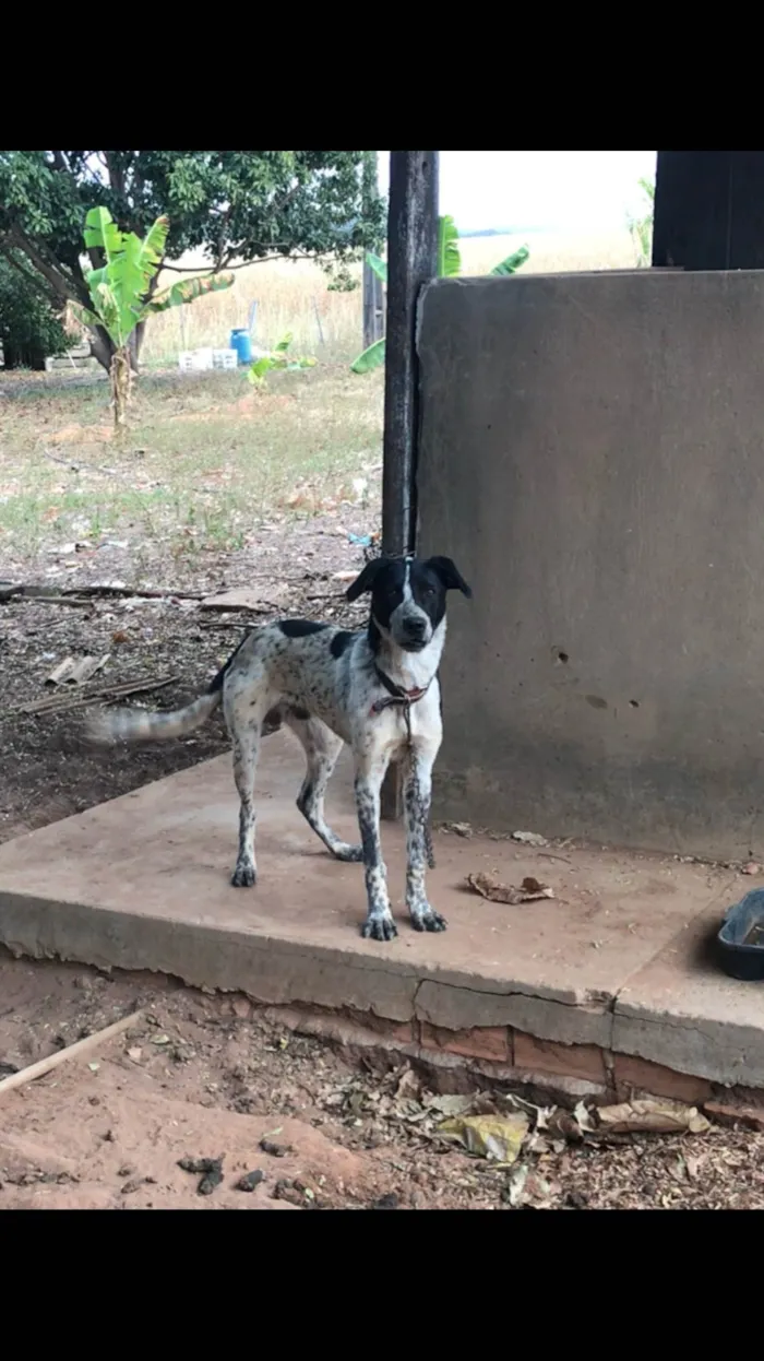 Cachorro ra a SRD-ViraLata idade 1 ano nome Faísca 