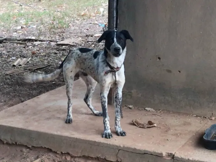 Cachorro ra a SRD-ViraLata idade 1 ano nome Faísca 