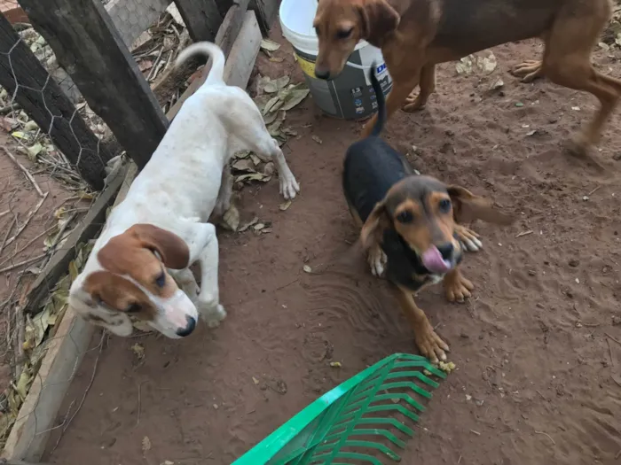 Cachorro ra a SRD-ViraLata idade 7 a 11 meses nome Não tem nomes 