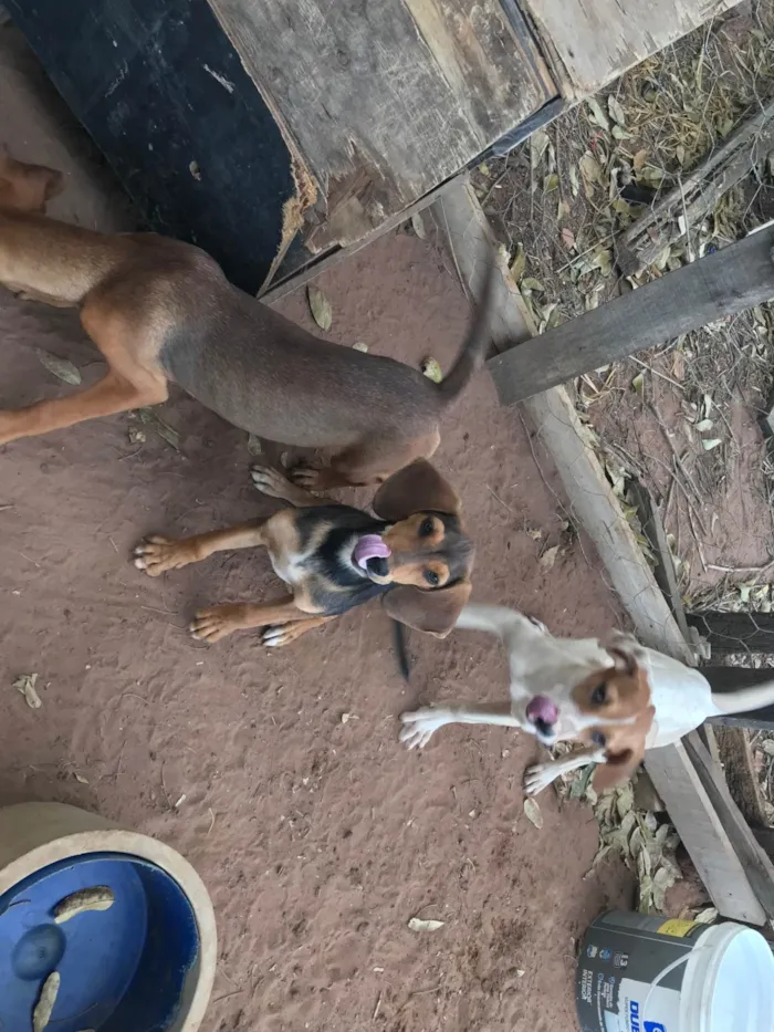 Cachorro ra a SRD-ViraLata idade 7 a 11 meses nome Não tem nomes 