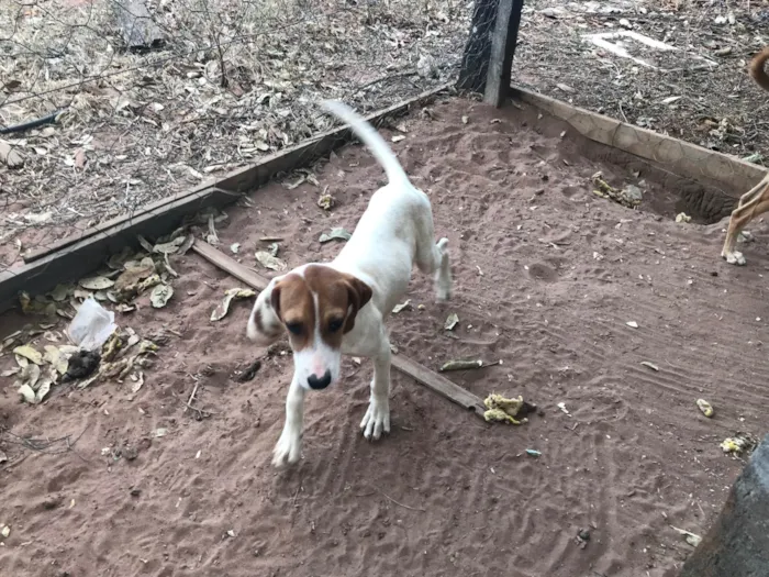 Cachorro ra a SRD-ViraLata idade 7 a 11 meses nome Não tem nomes 