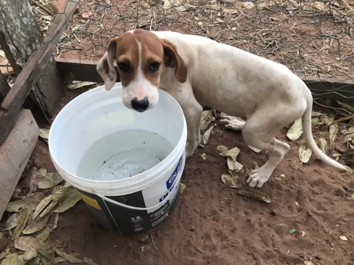 Cachorro ra a SRD-ViraLata idade 7 a 11 meses nome Não tem nomes 